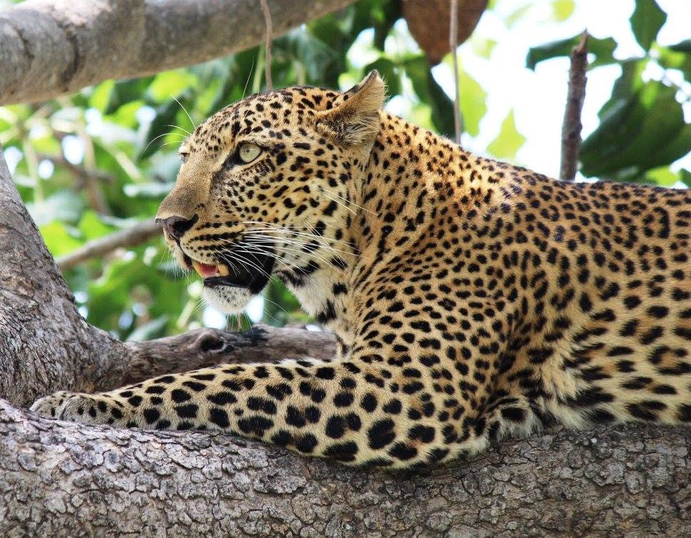 A leopard resting on a tree branch in Zambia