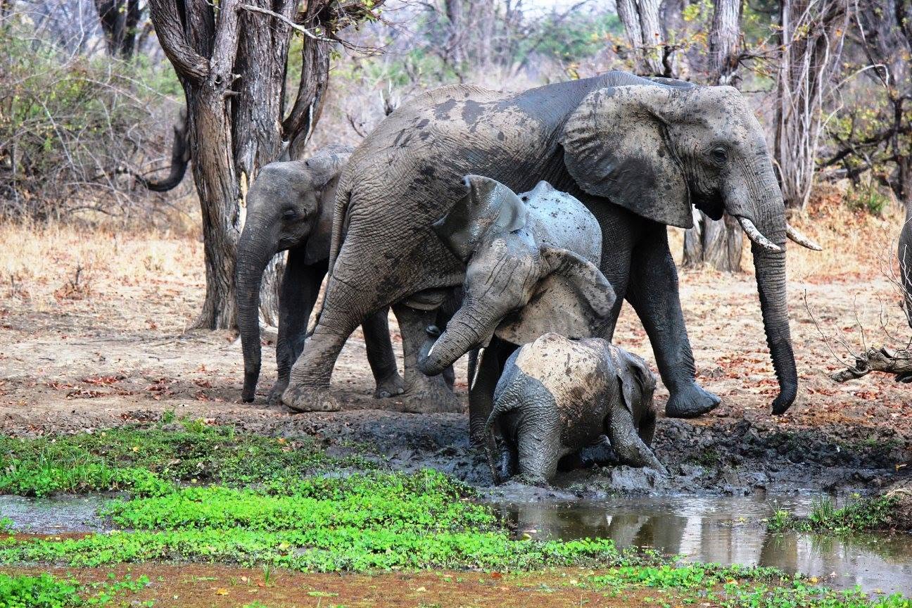An elephant family gathering at a muddy waterhole in Zambia