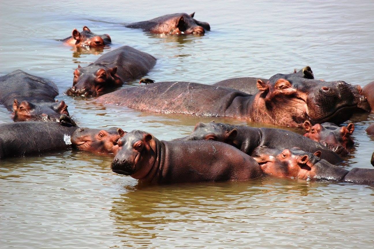 A pod of hippos resting together in the Luangwa River in Zambia