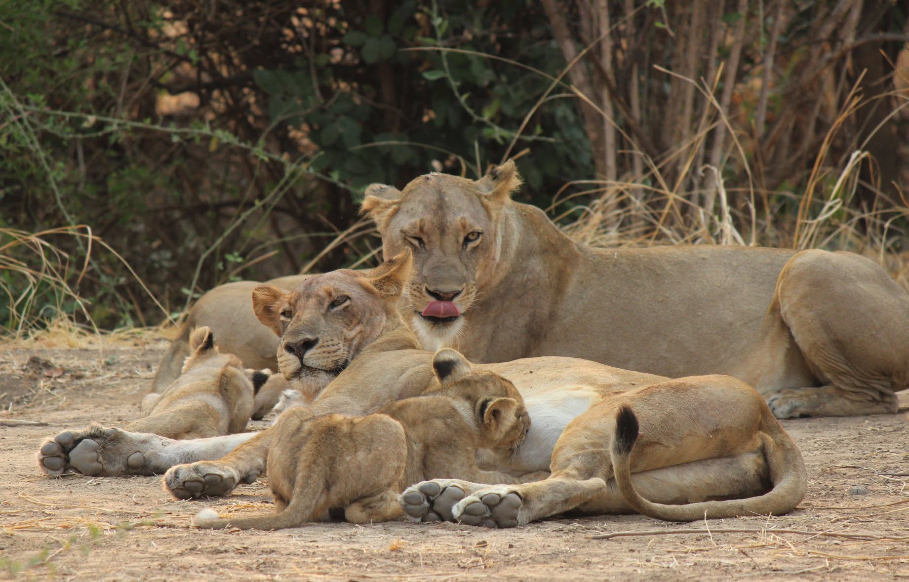 Lionesses and cubs resting together in South Luangwa, Zambia